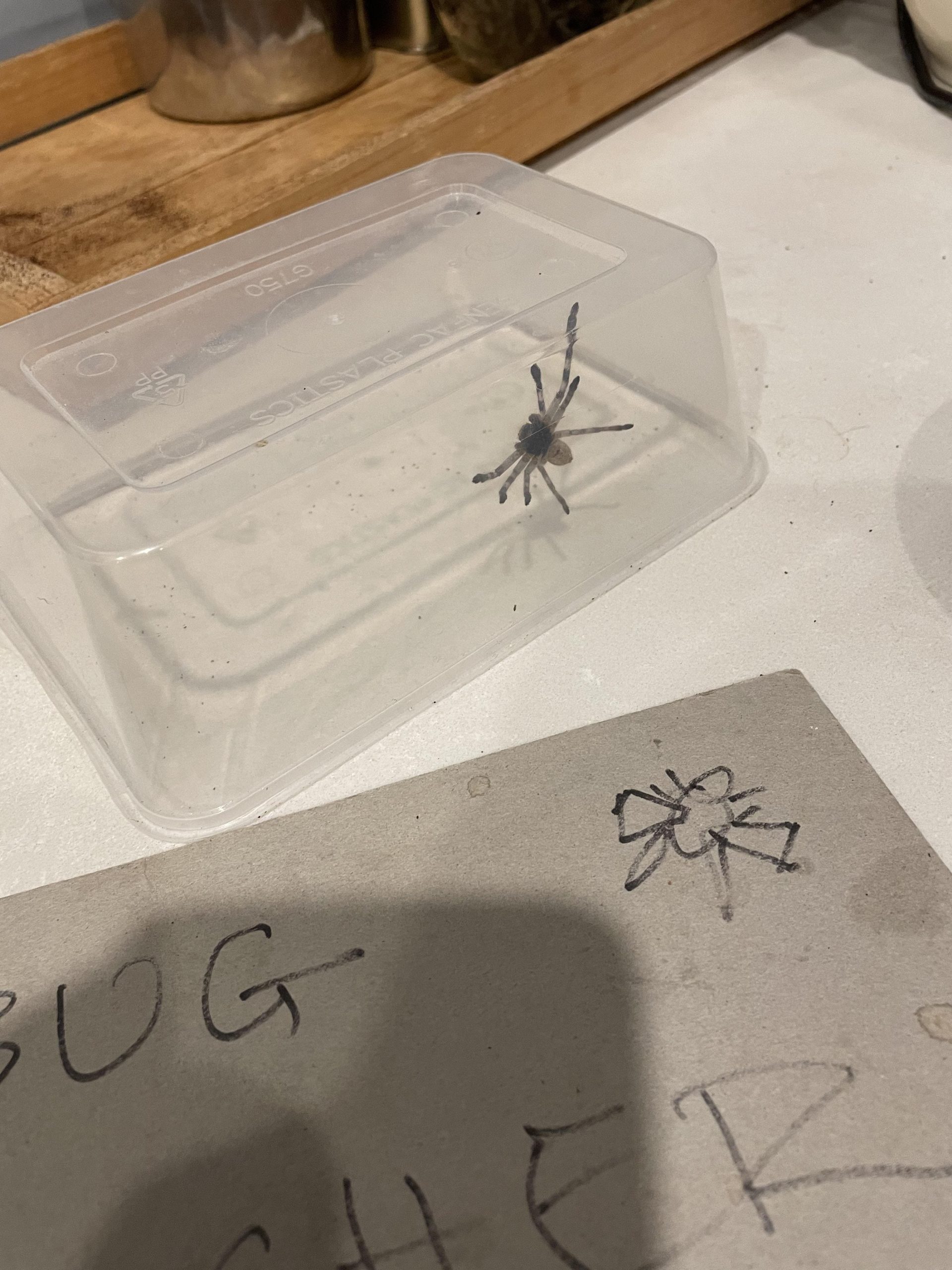 Spiders Are Not Dangerous. Here're Ways to Relocate Them Without Causing Harm