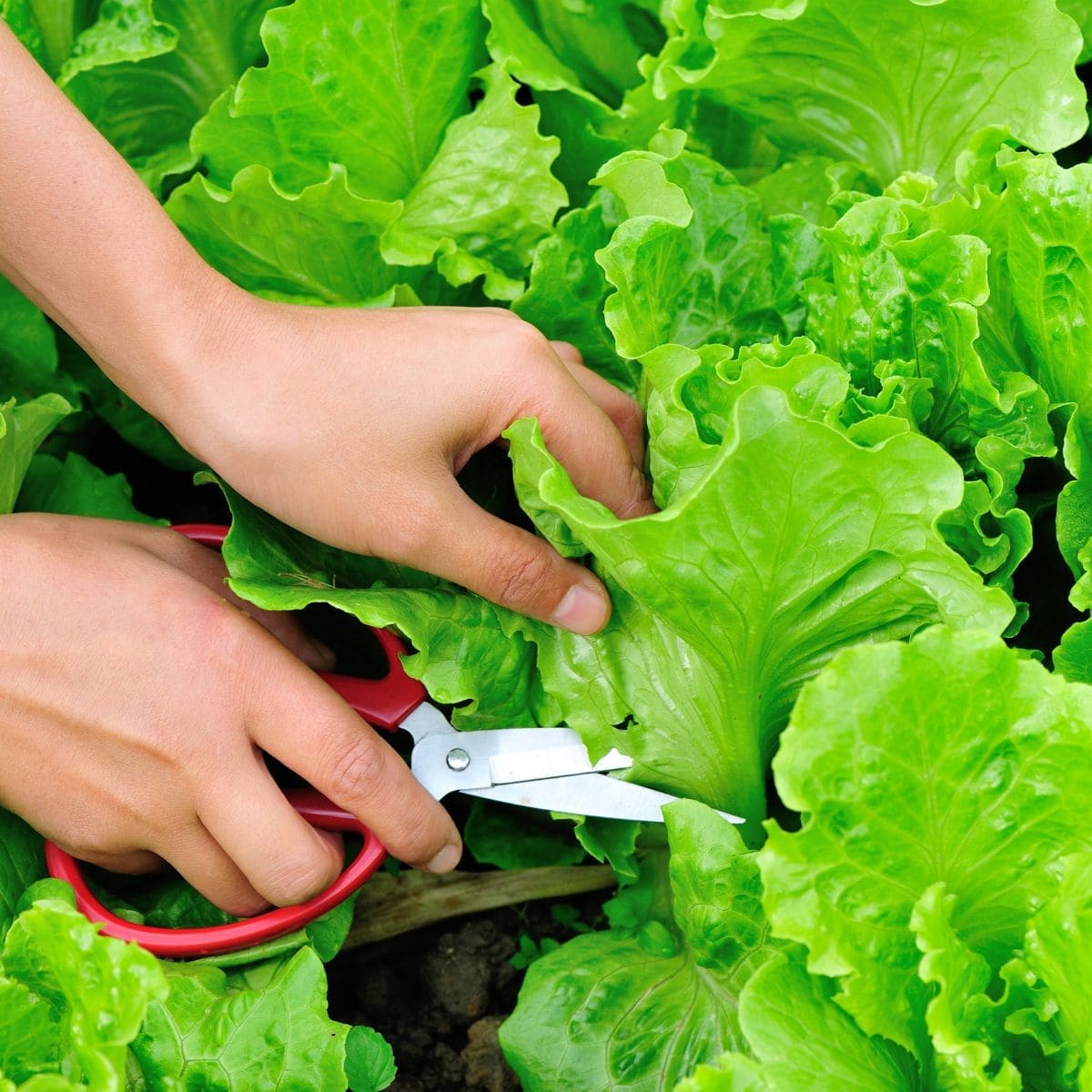 Tips for Harvesting Lettuce So That It Can Keep Growing