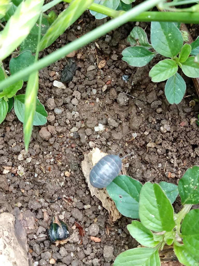 Roly Polies in the Garden: Helpful Cleaners or Sneaky Snackers?