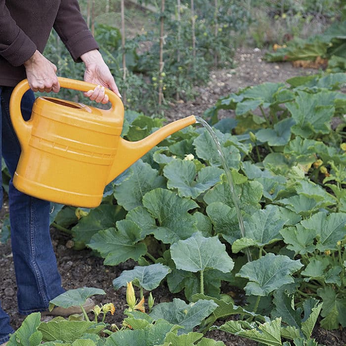 When to Grow Pumpkins for Halloween and Thanksgiving