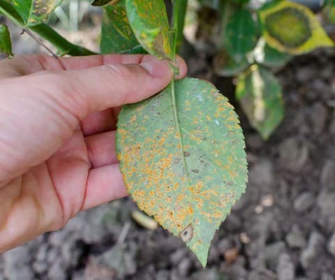 Here're 5 Reasons We Should Use Cinnamon in the Garden