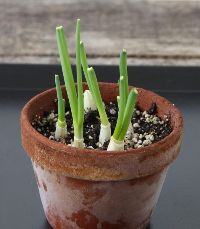 How to Grow Endless Green Onions at Home for Beginners