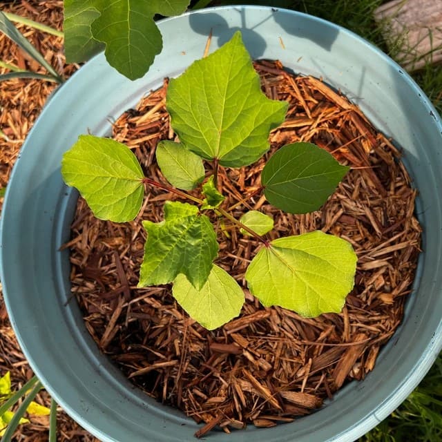 How to Grow Roselle Hibiscus from Seeds