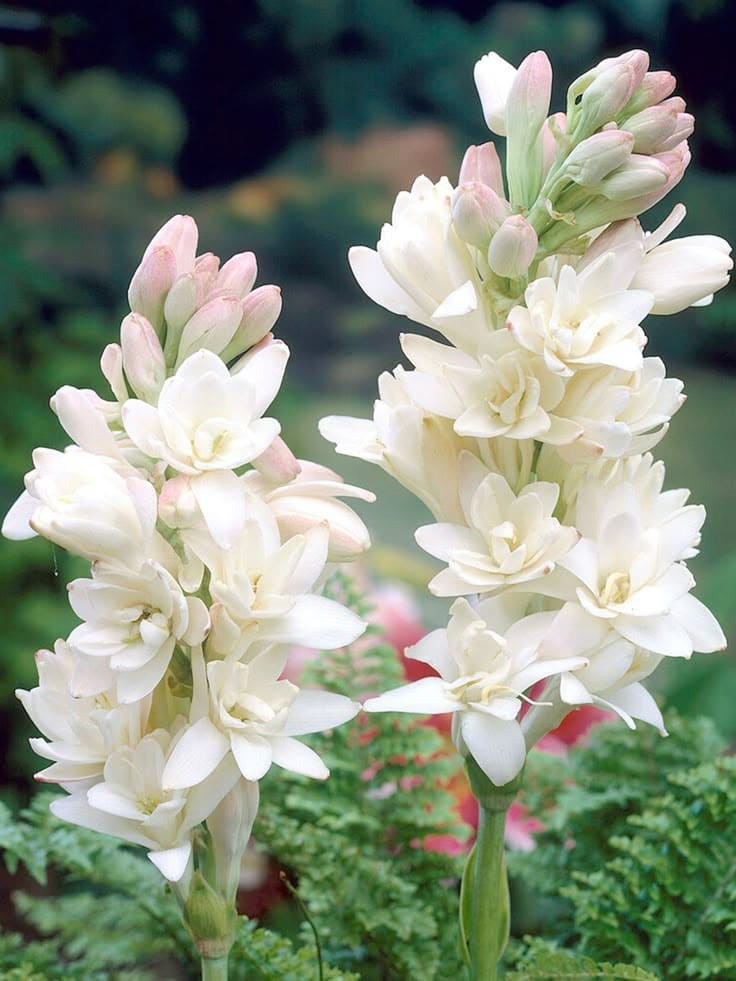 10 Flowers with Incredible Scents That Will Make You Fall in Love with Your Garden