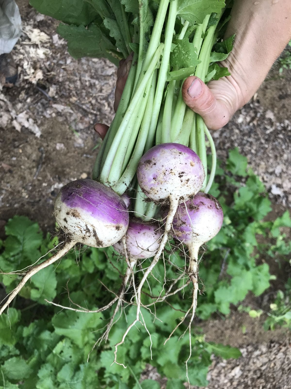 15 Vegetables You Can Grow Well in the next Winter