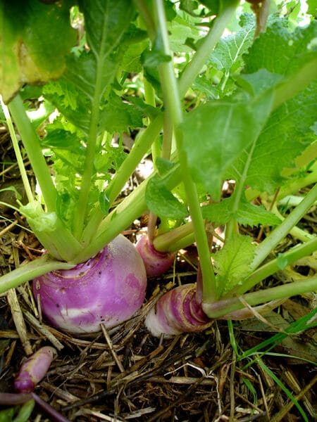 10 Best Plants to Grow in July for a Late-Season Harvest