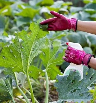 These Tips Are Super Effective to Prevent Squash Bug
