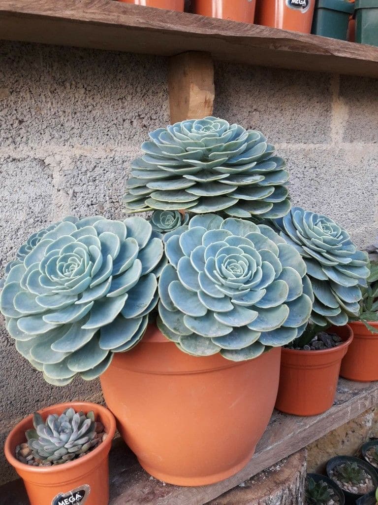 10 Proven Tips to Grow Giant Succulents Faster