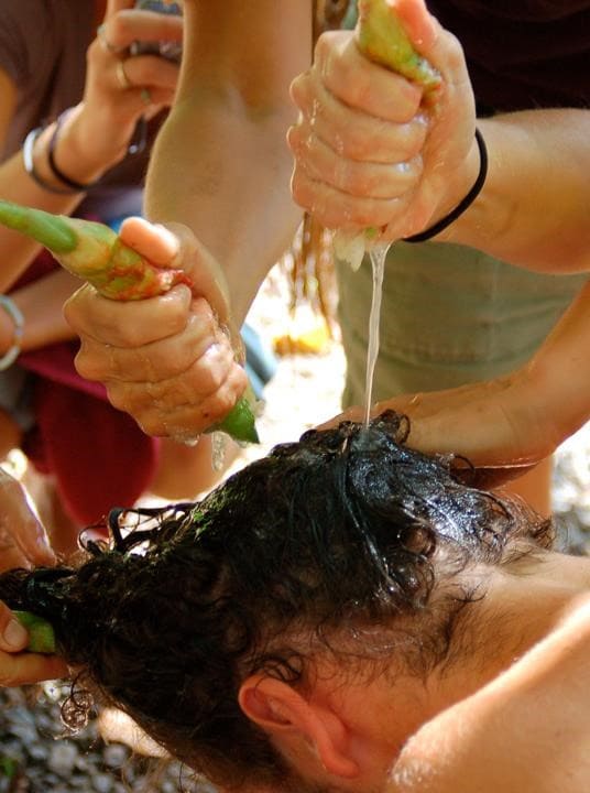 Awapuhi Kuahiwi Juice: Nature’s Shampoo You Can Grow, Squeeze, and Use