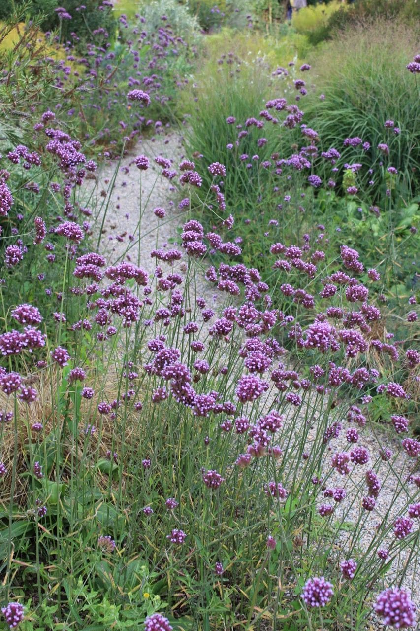 10 Chaos Garden Flowers That Bloom All Summer and Fill Your Yard With Wild Beauty