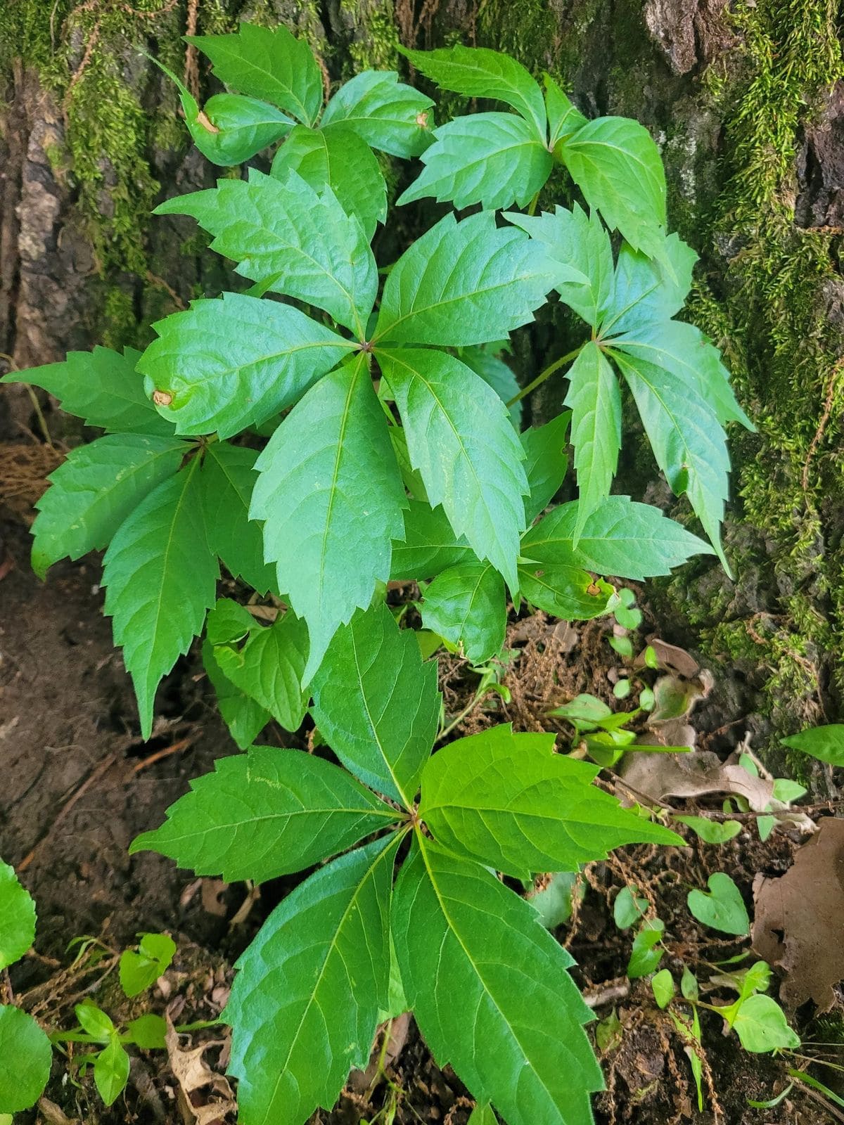 10 Beautiful Plants That Attract Fireflies to Your Garden