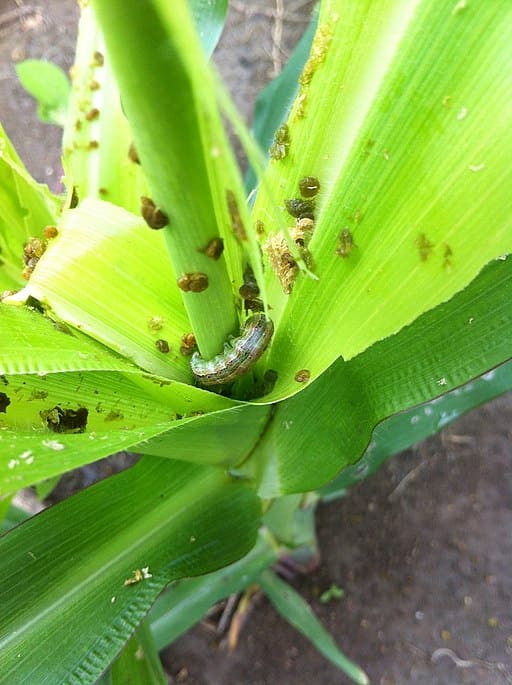 How to Grow Corn Successfully for Beginners