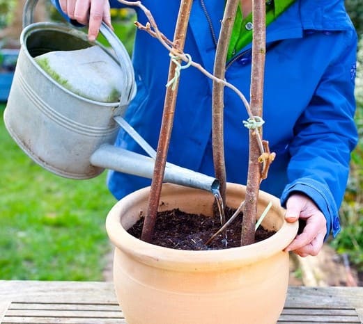 9 Tactics to Grow Kiwi in Pots from Expert Gardeners for Lush Vines and Juicy Harvests