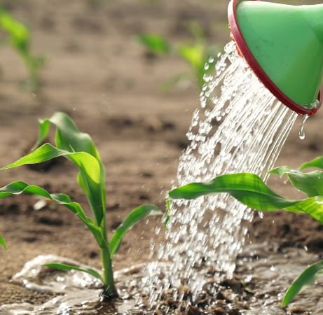 How to Grow Corn Successfully for Beginners