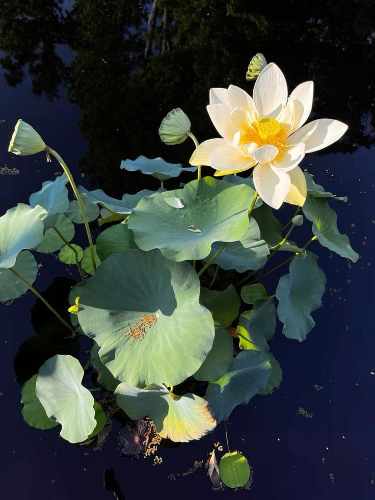 10 Plants Frogs Love And Tips for a Frog-Friendly Garden