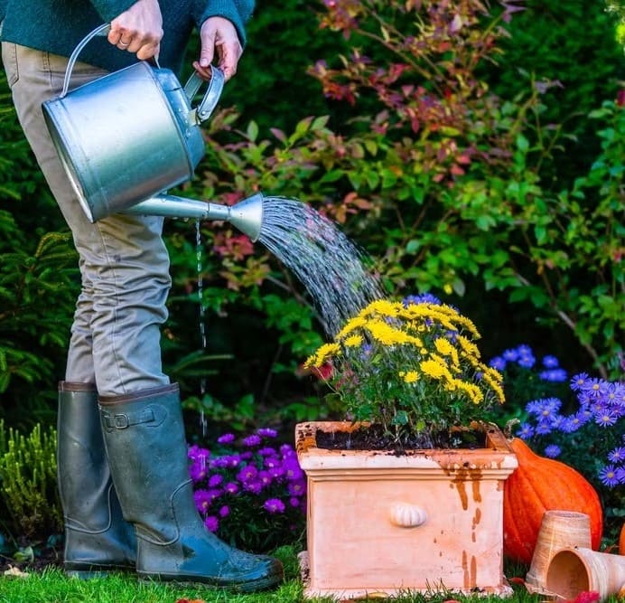 5 Essential Tips to Make Your Fall Mums Bloom Longer