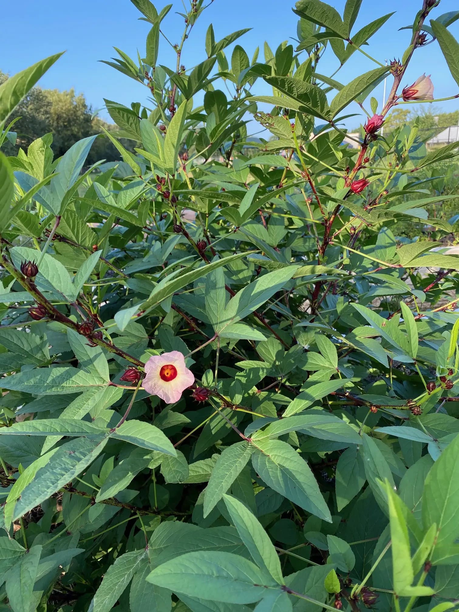 How to Grow Roselle Hibiscus from Seeds
