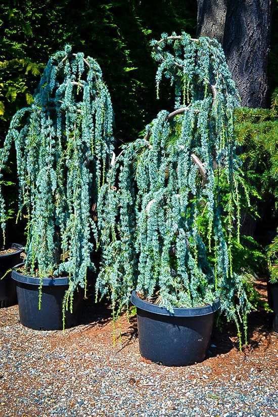 10 Gorgeous Dwarf Weeping Trees to Add Elegance to Small Spaces