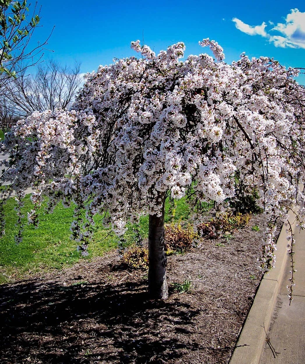 10 Gorgeous Dwarf Weeping Trees to Add Elegance to Small Spaces