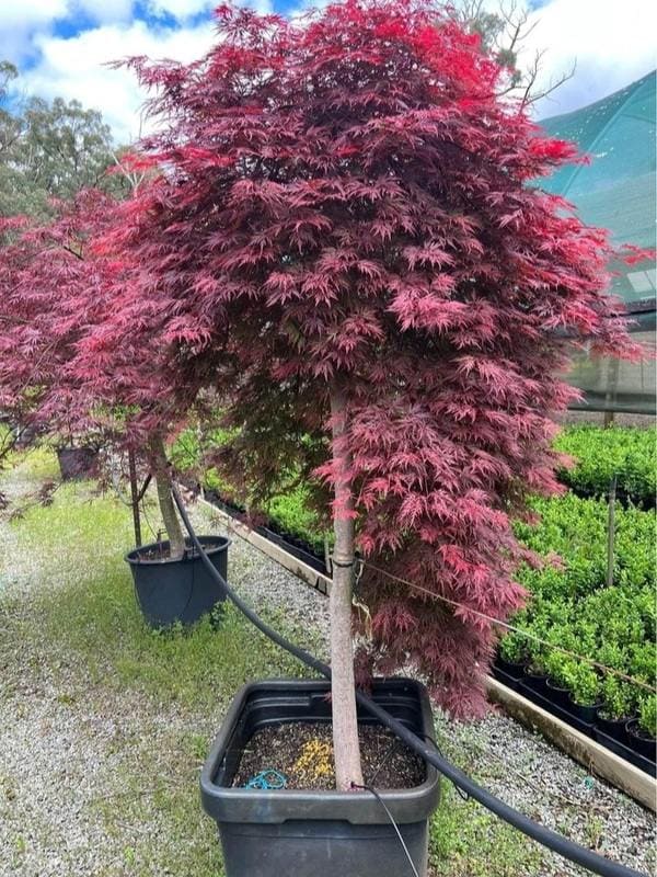 10 Gorgeous Dwarf Weeping Trees to Add Elegance to Small Spaces
