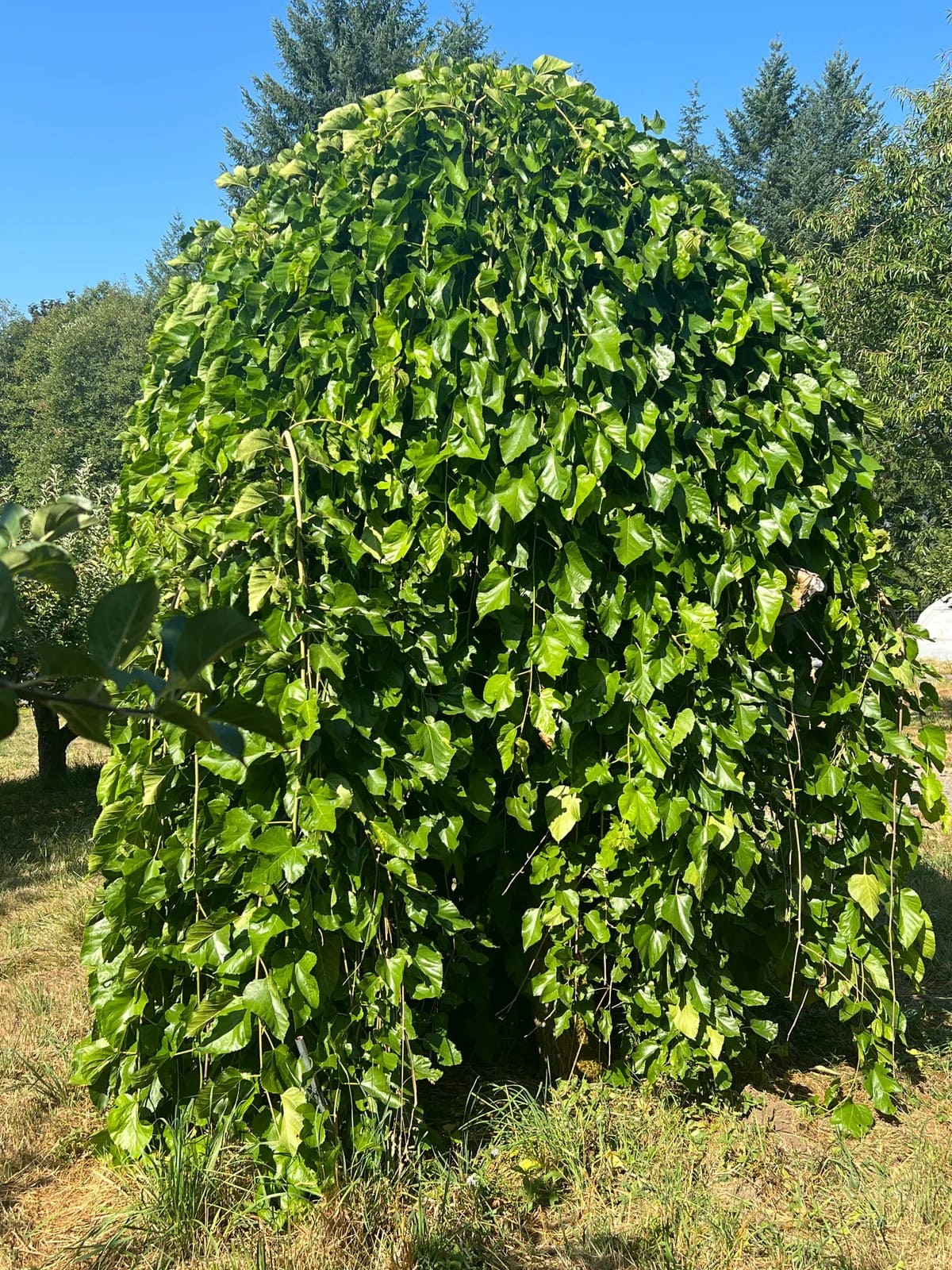 10 Gorgeous Dwarf Weeping Trees to Add Elegance to Small Spaces