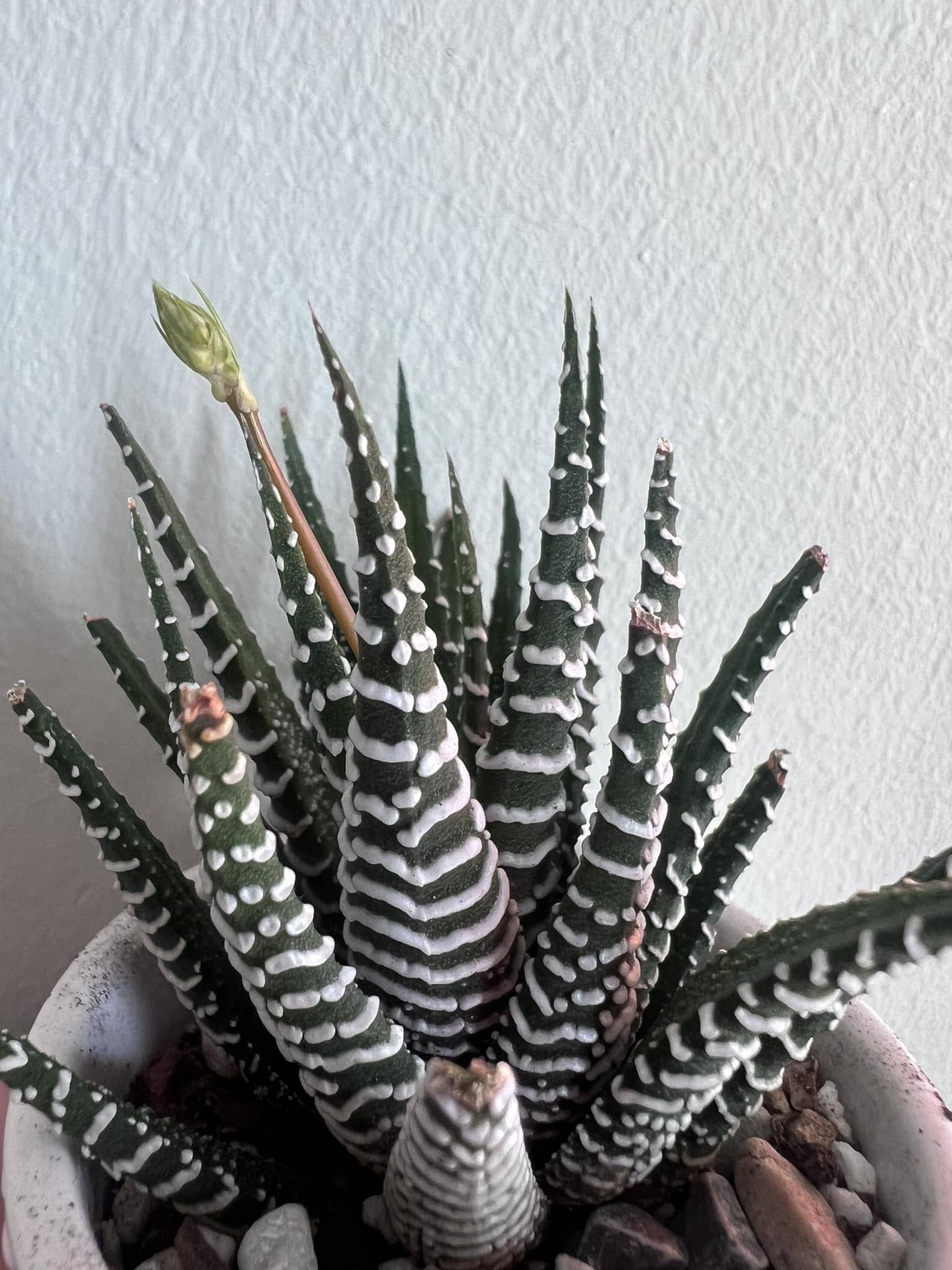 Here're 8 Useful Tips to Make Your Zebra Haworthia Bloom