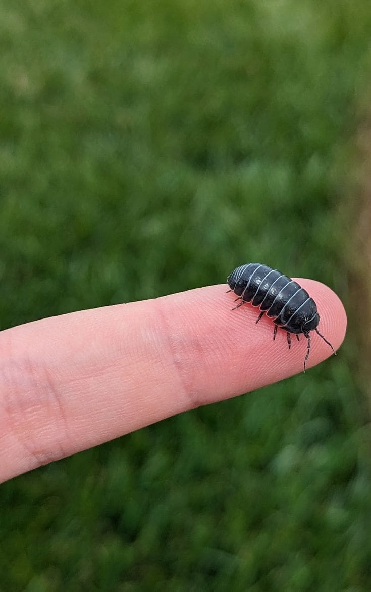 Roly Polies in the Garden: Helpful Cleaners or Sneaky Snackers?