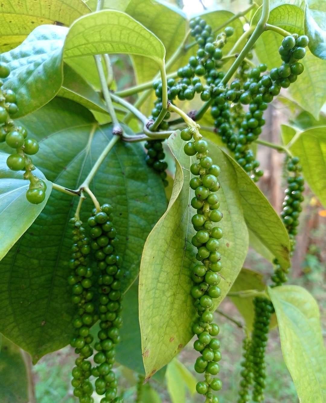 How to Grow Black Pepper in a Pot 100% Success