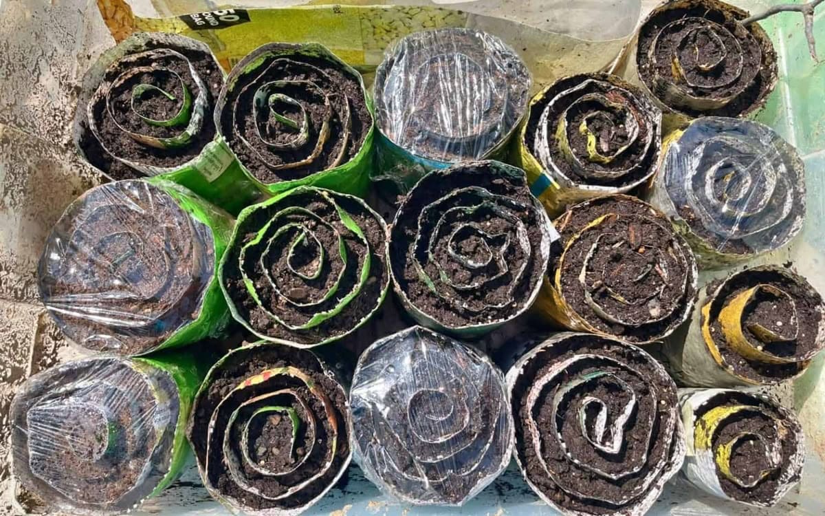 How the Seed Snail Trend Is Revolutionizing Home Gardening