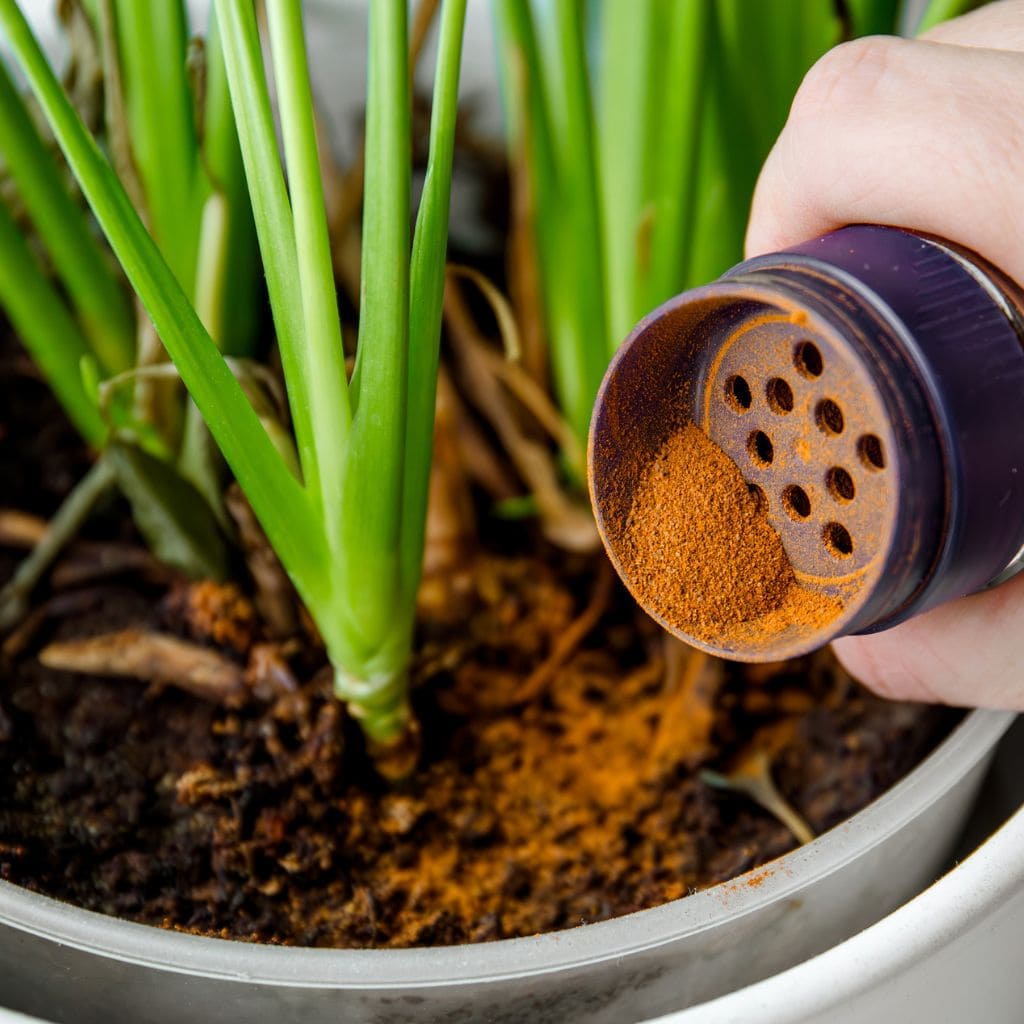 Here're 5 Reasons We Should Use Cinnamon in the Garden