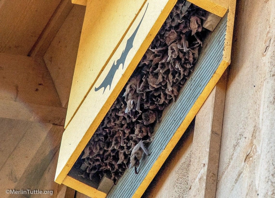 How to Build a Bat House to Attract Nature’s Pest Patrol