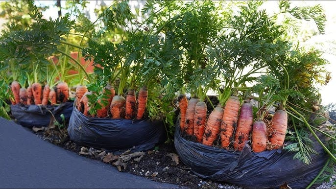 Full Guide to Growing Carrots in Plastic Bags to Save Space, Save Money