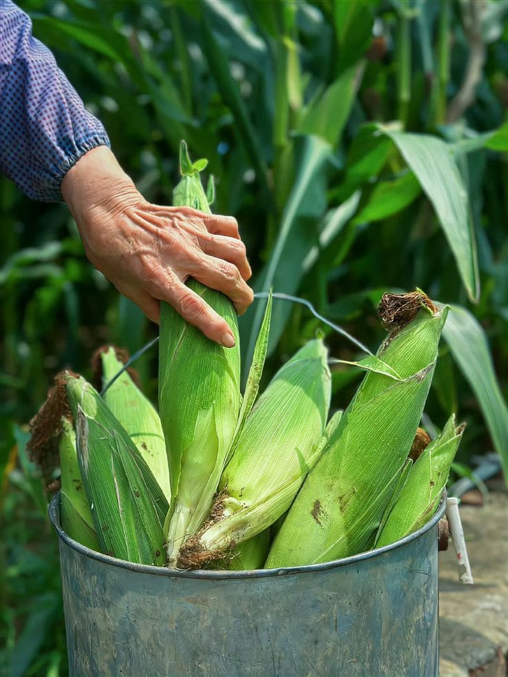 How to Grow Corn Successfully for Beginners
