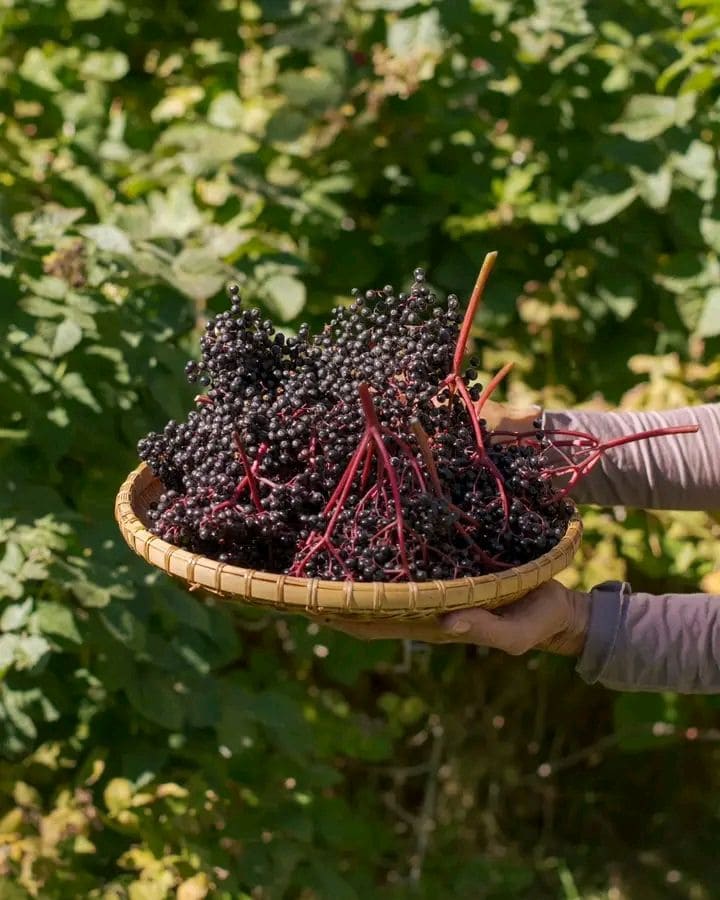 How to Harvest and Clean Elderberries Easily