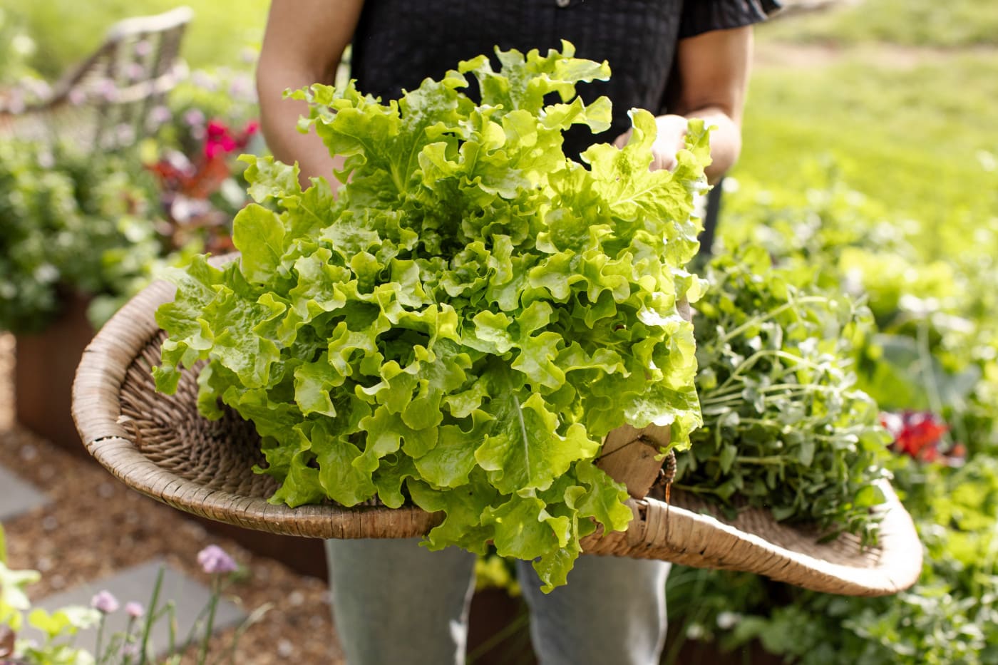 Tips for Harvesting Lettuce So That It Can Keep Growing