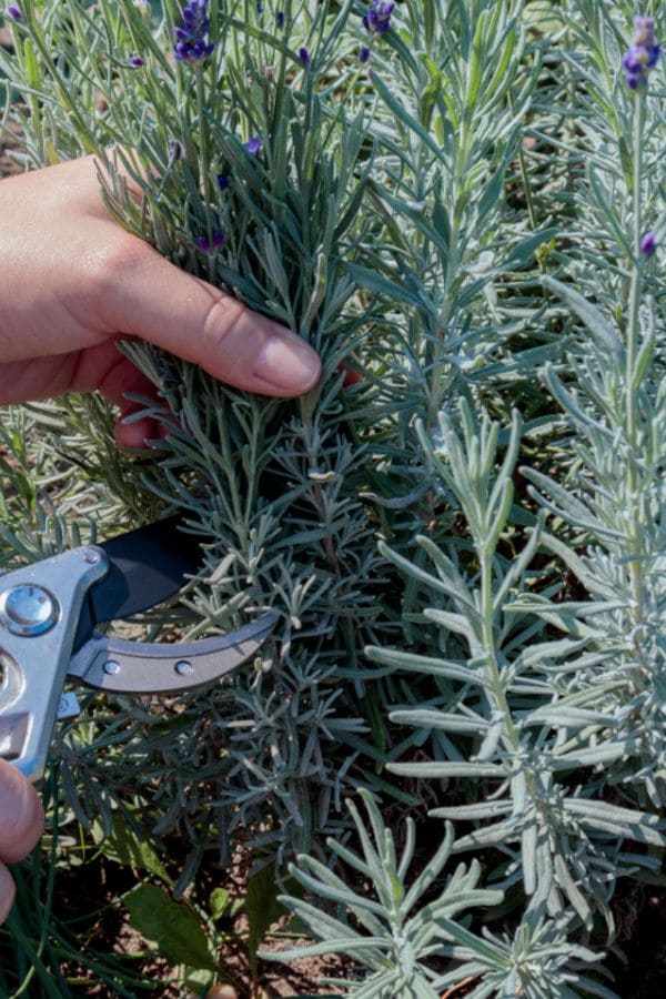 How to Prune Lavender Like a Pro for Endless Blooms and a Healthy Return