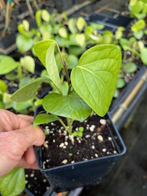 How to Grow Black Pepper in a Pot 100% Success