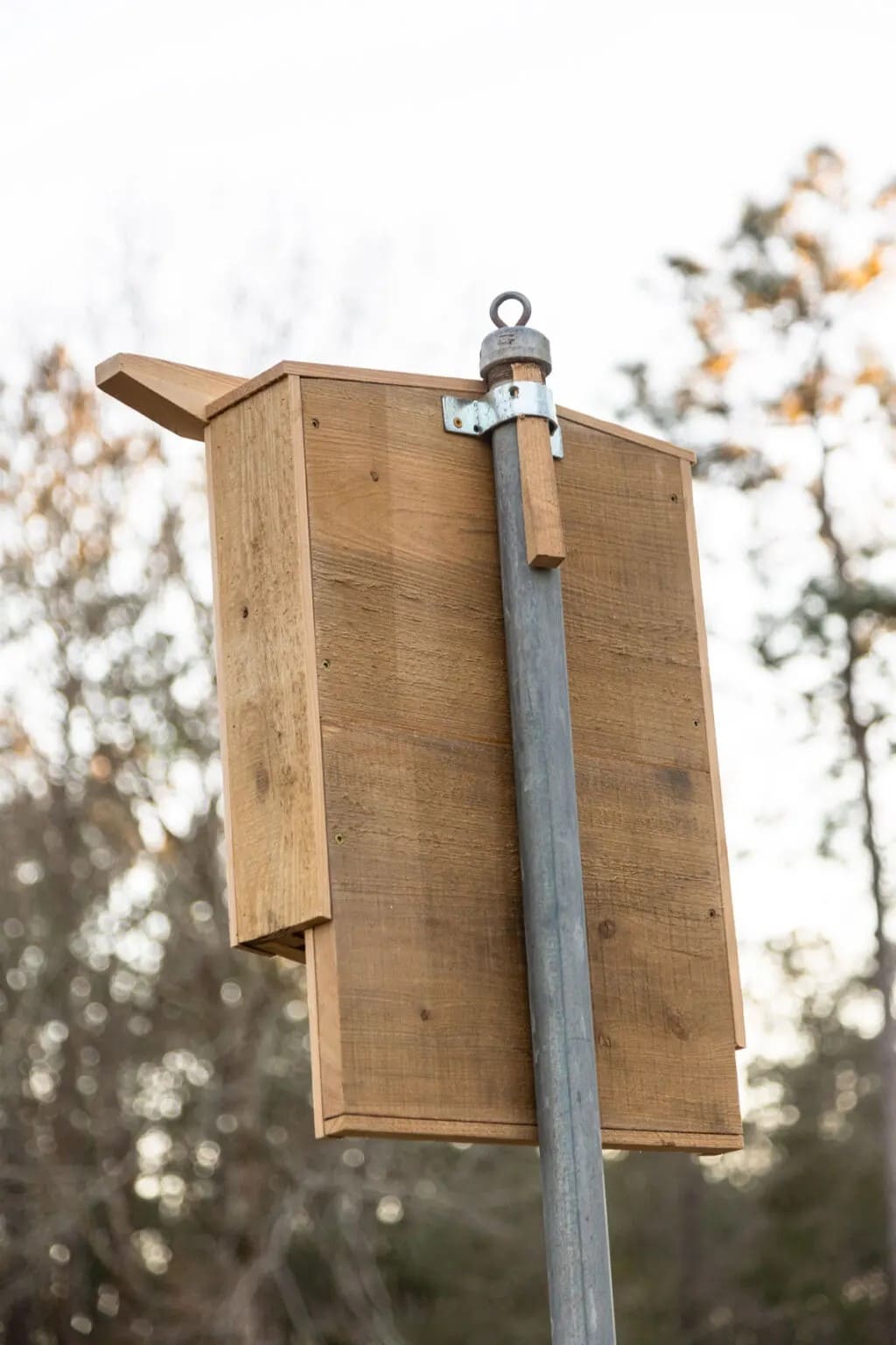 How to Build a Bat House to Attract Nature’s Pest Patrol