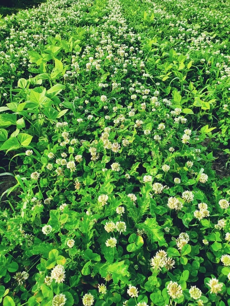 10 Perennial Plants for Chickens So You Can Feed Them for Free, Forever