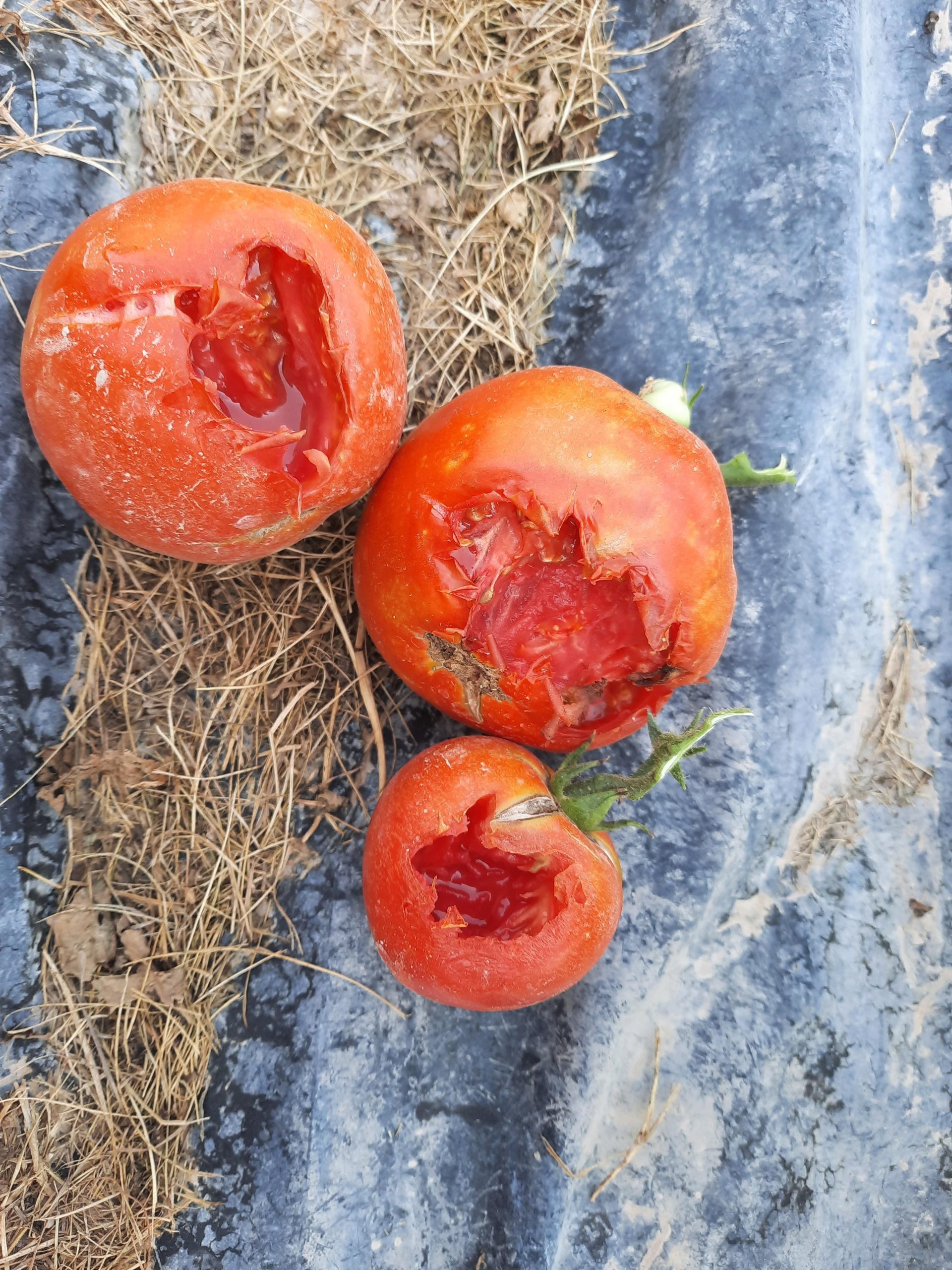 How to Keep Birds Off Your Tomatoes with a Simple Holiday Trick