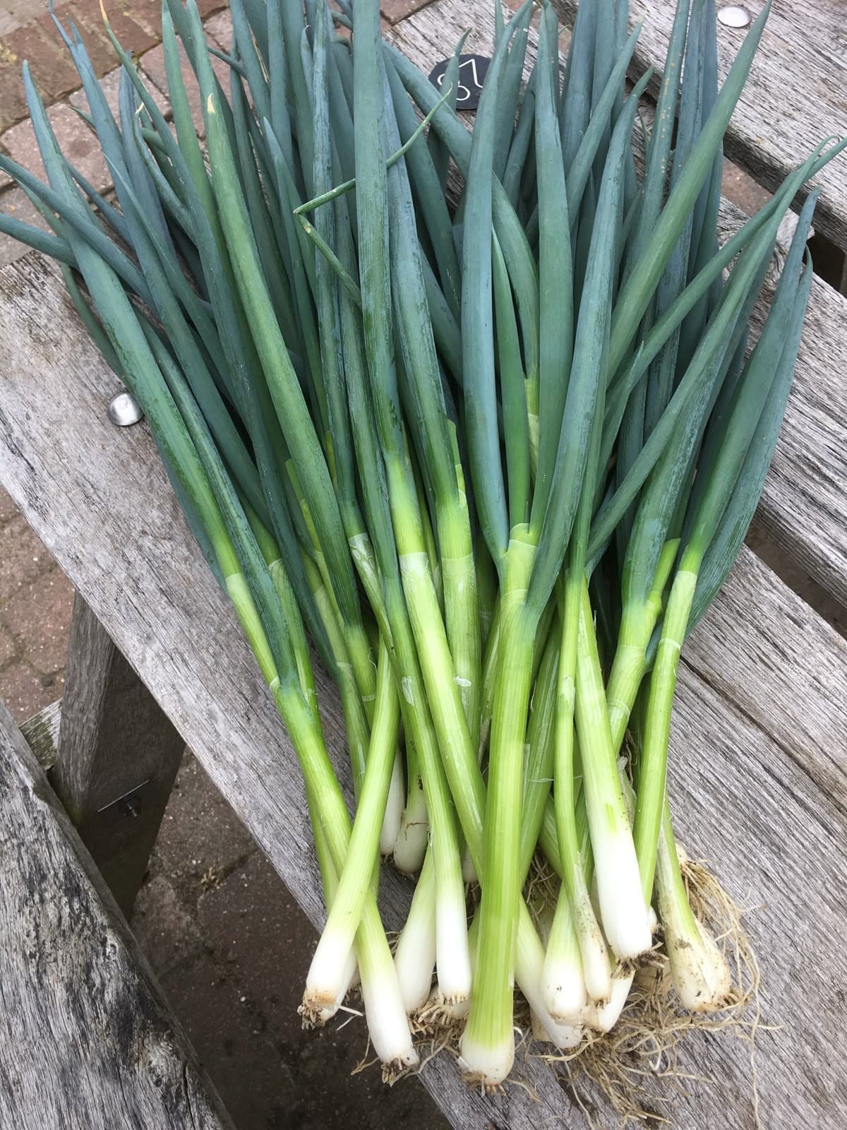 How to Grow Endless Green Onions at Home for Beginners