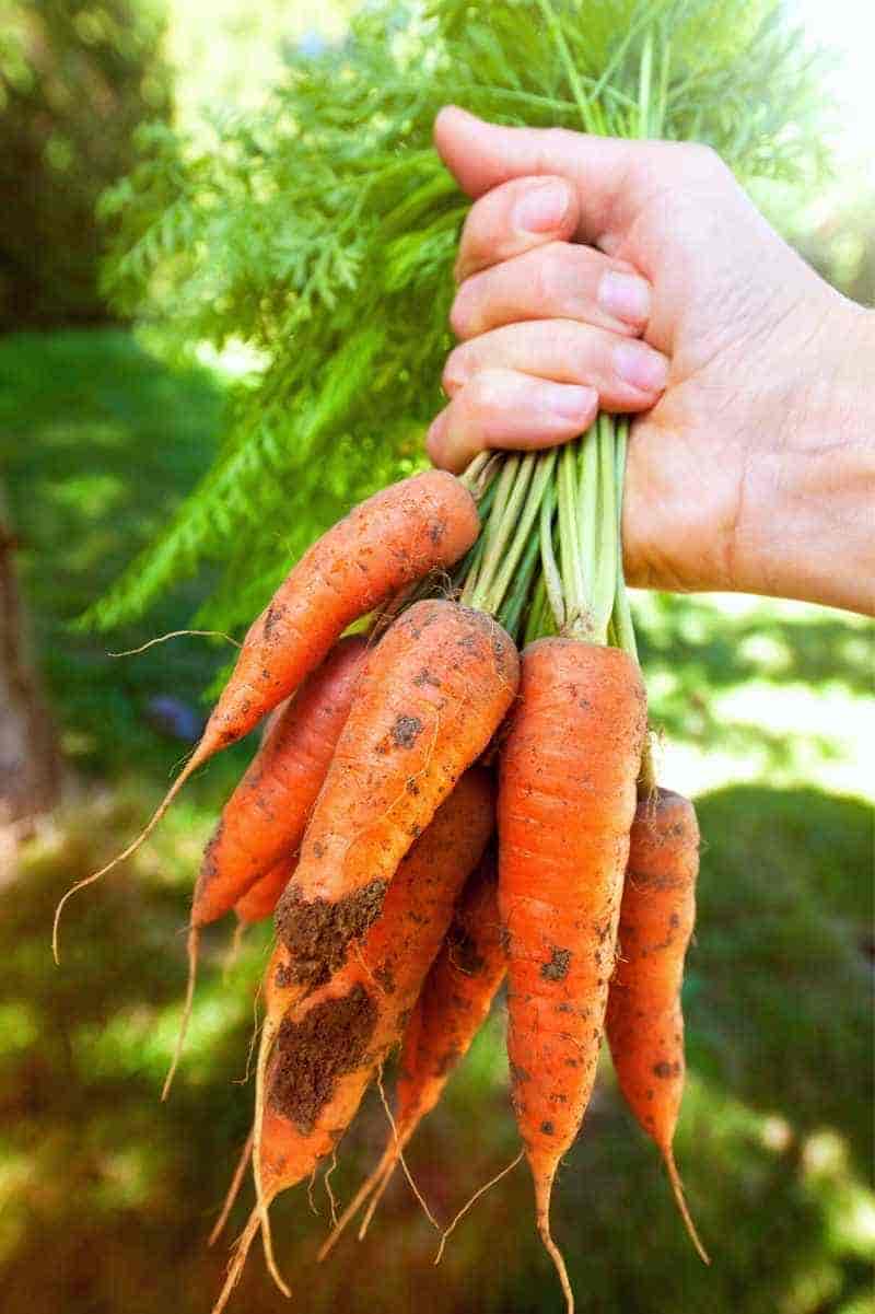 Full Guide to Growing Carrots in Plastic Bags to Save Space, Save Money