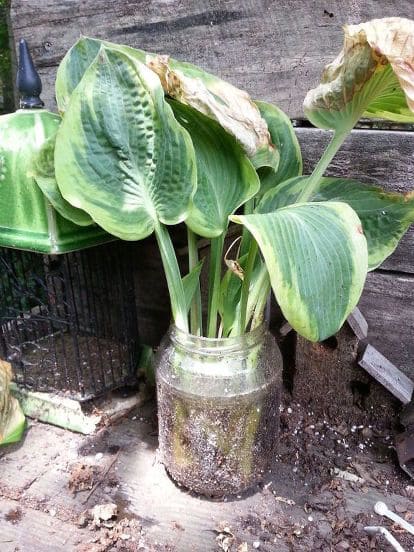 Why More And More People Grow and Propagate Hostas in Upcycled Jars