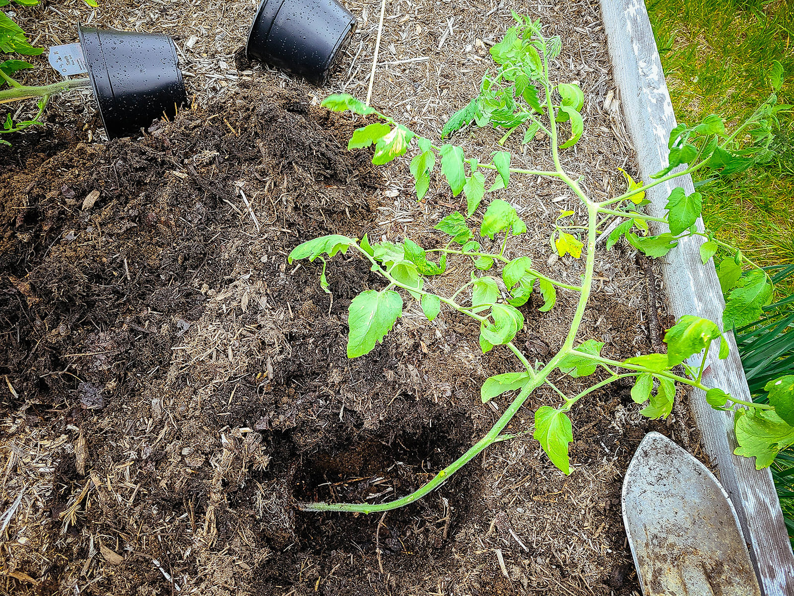 Trick to Plant Tomatoes Sideways for the Biggest Harvest