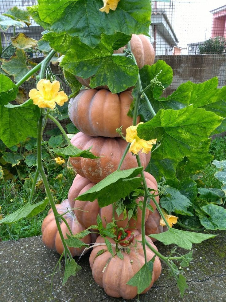 When to Grow Pumpkins for Halloween and Thanksgiving