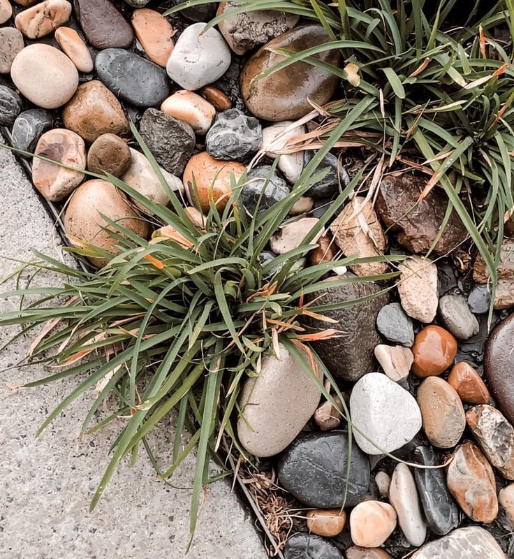 How to Get Rid of Weeds in Rocks Simply And Effectively