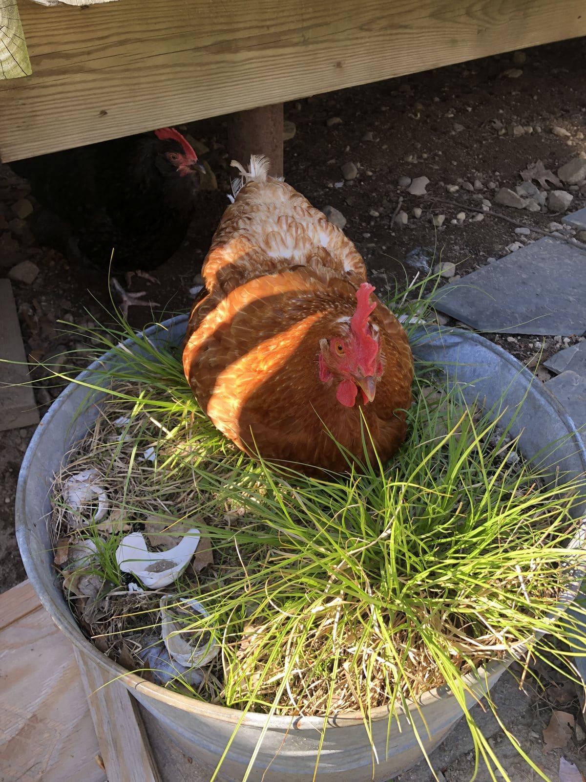 6 Natural Dewormers to Keep Your Chickens Healthy
