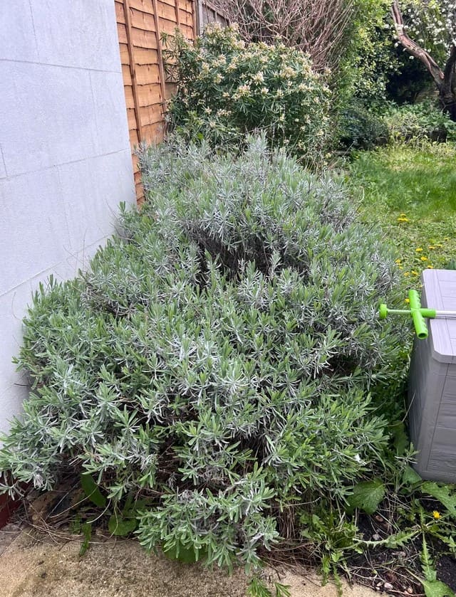 How to Prune Lavender Like a Pro for Endless Blooms and a Healthy Return