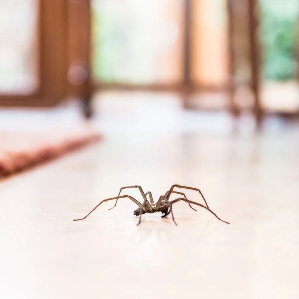Spiders Are Not Dangerous. Here're Ways to Relocate Them Without Causing Harm