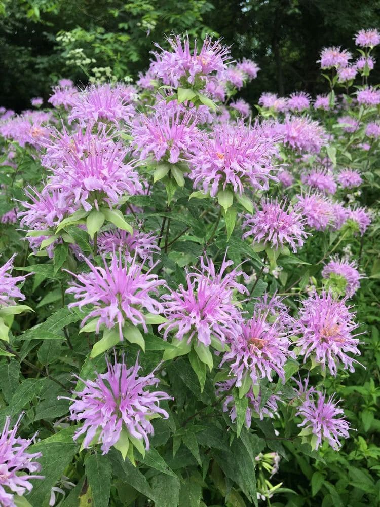 10 Beautiful Plants That Attract Fireflies to Your Garden